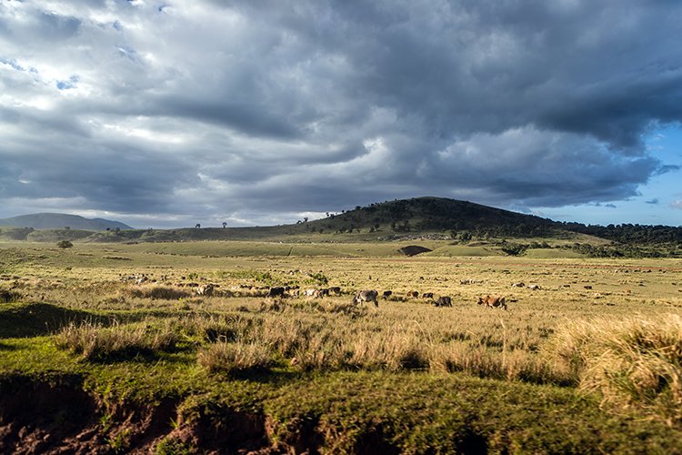 TZA ARU Ngorongoro 2016DEC25 010